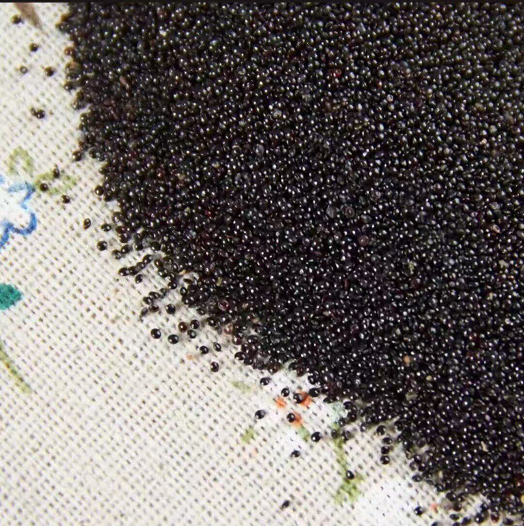 一支箭种子（青藤 蛇咬子小青藤瓶尔小草）泡水喝一支箭种子