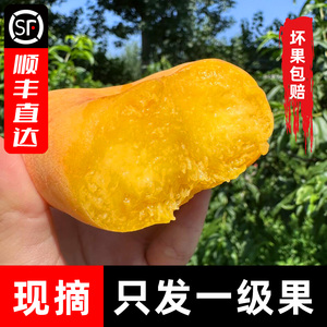 顺丰包邮湖北枣阳黄金油毛蟠桃新鲜水果爆汁黄肉孕妇当季现摘脆桃