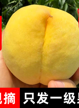 湖北枣阳黄桃帝乡皇桃顺丰包邮当季新鲜现摘水果礼品黄金蜜脆甜桃
