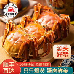 活蟹山东东营黄河口大闸蟹鲜活螃蟹公全母8只10只现货礼盒装顺丰