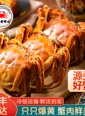 活蟹山东东营黄河口大闸蟹鲜活螃蟹公全母8只10只现货礼盒装顺丰