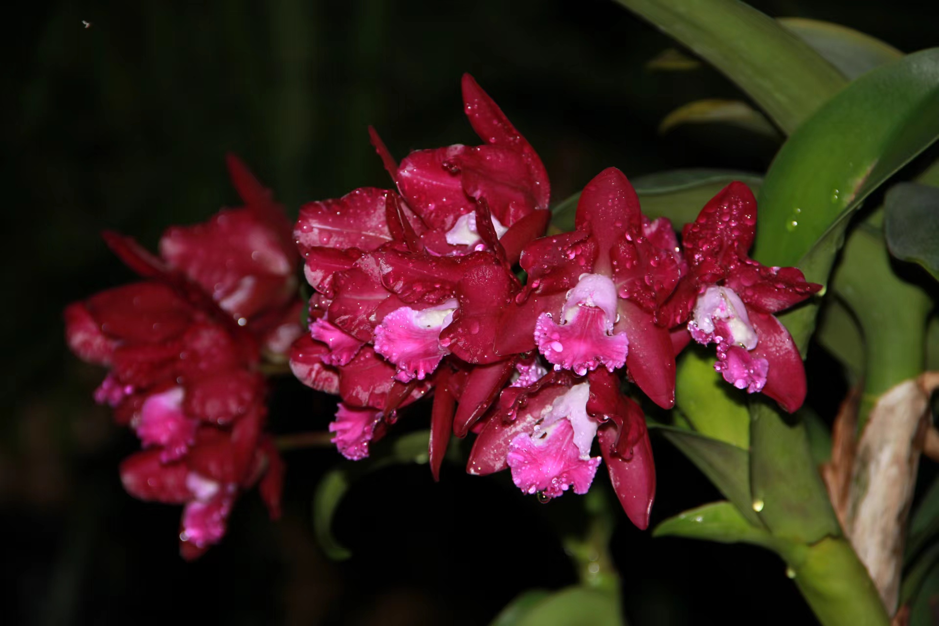 番茄雅韵堂蜡质多花甜香阳台庭院