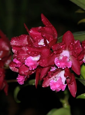 番茄雅韵堂花名:Ctt. Qing Ming Thirteen24喜全天好运卡特兰花香