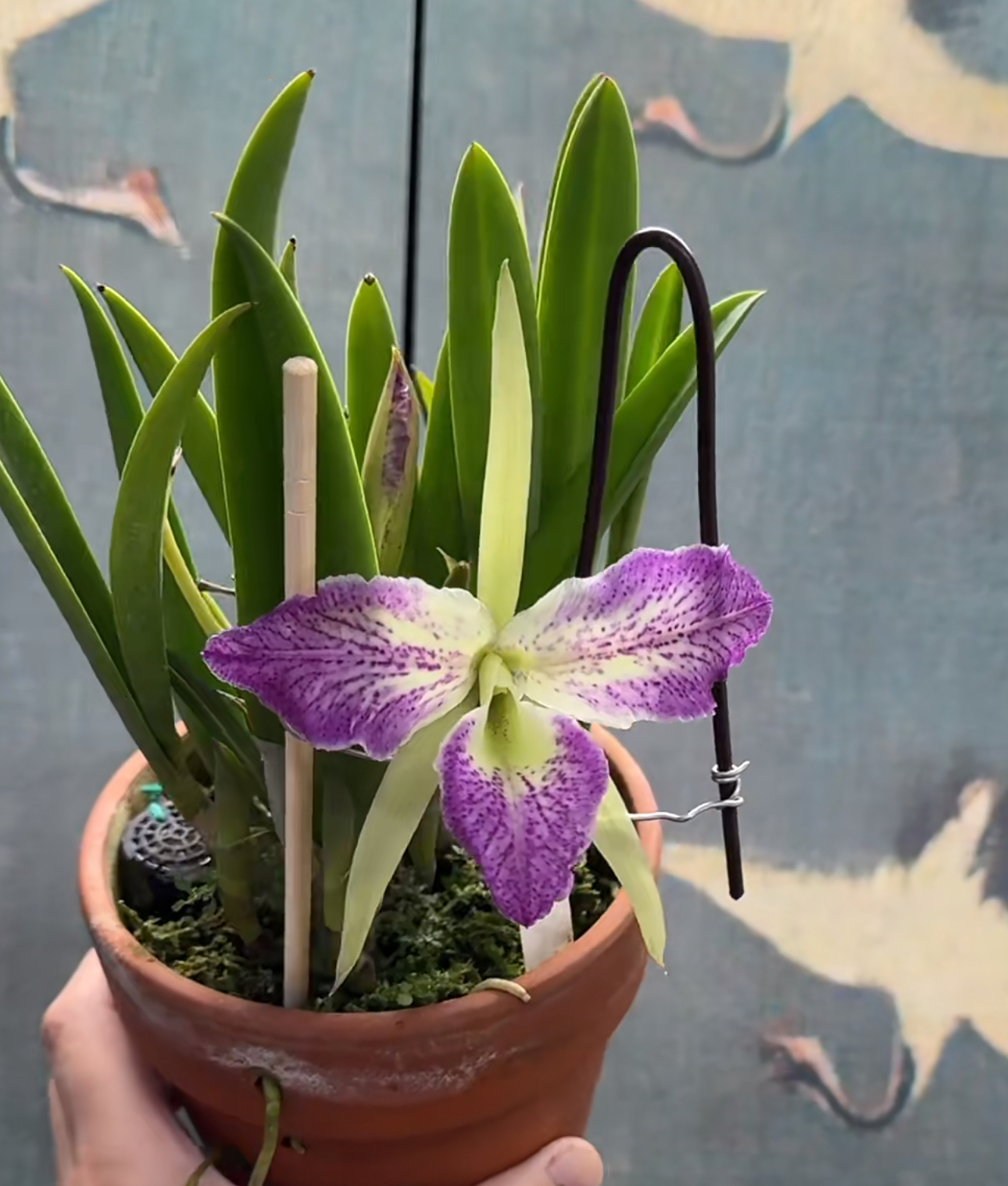 雅韵堂兰花办公桌雨林缸包邮卡特