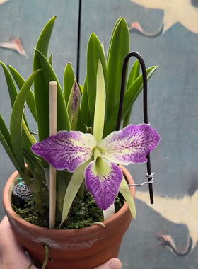 番茄雅韵堂Bc. Air Mososa 'Mickey Mouse' 米老鼠卡特兰花白拉索