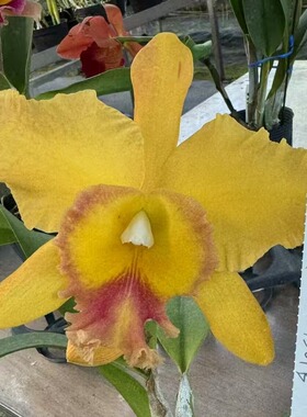 番茄雅韵堂Rlc.Duh's Jade杜氏金碧1201B卡特兰花洋兰