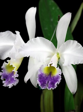 番茄雅韵堂C. gaskelliana‘BlueValencia蓝色瓦伦西亚嘎斯卡特兰