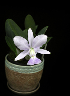 番茄雅韵堂C. walkeriana f coerulea阿祖尔走路人原种卡特兰花