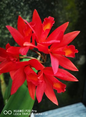 番茄雅韵堂Cluster Fire‘Cinnabar’烈焰朱砂卡特兰花洋兰