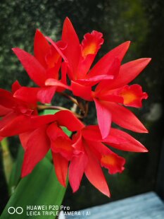 番茄雅韵堂Cluster Fire‘Cinnabar’烈焰朱砂卡特兰花洋兰