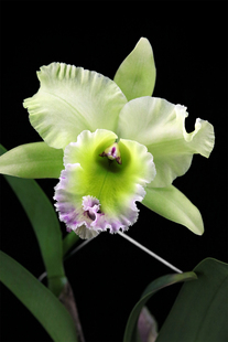 绿翡翠大花卡特兰花洋兰 Emerald 番茄雅韵堂Rlc.Vigour Green