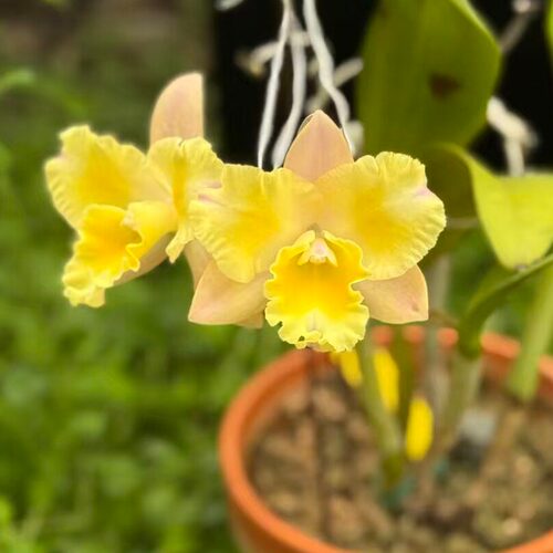 雅韵堂阳台花园多花卡特兰花