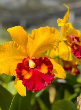 番茄雅韵堂Rlc.Duh's Treasure杜氏宅戴卡特兰花洋兰