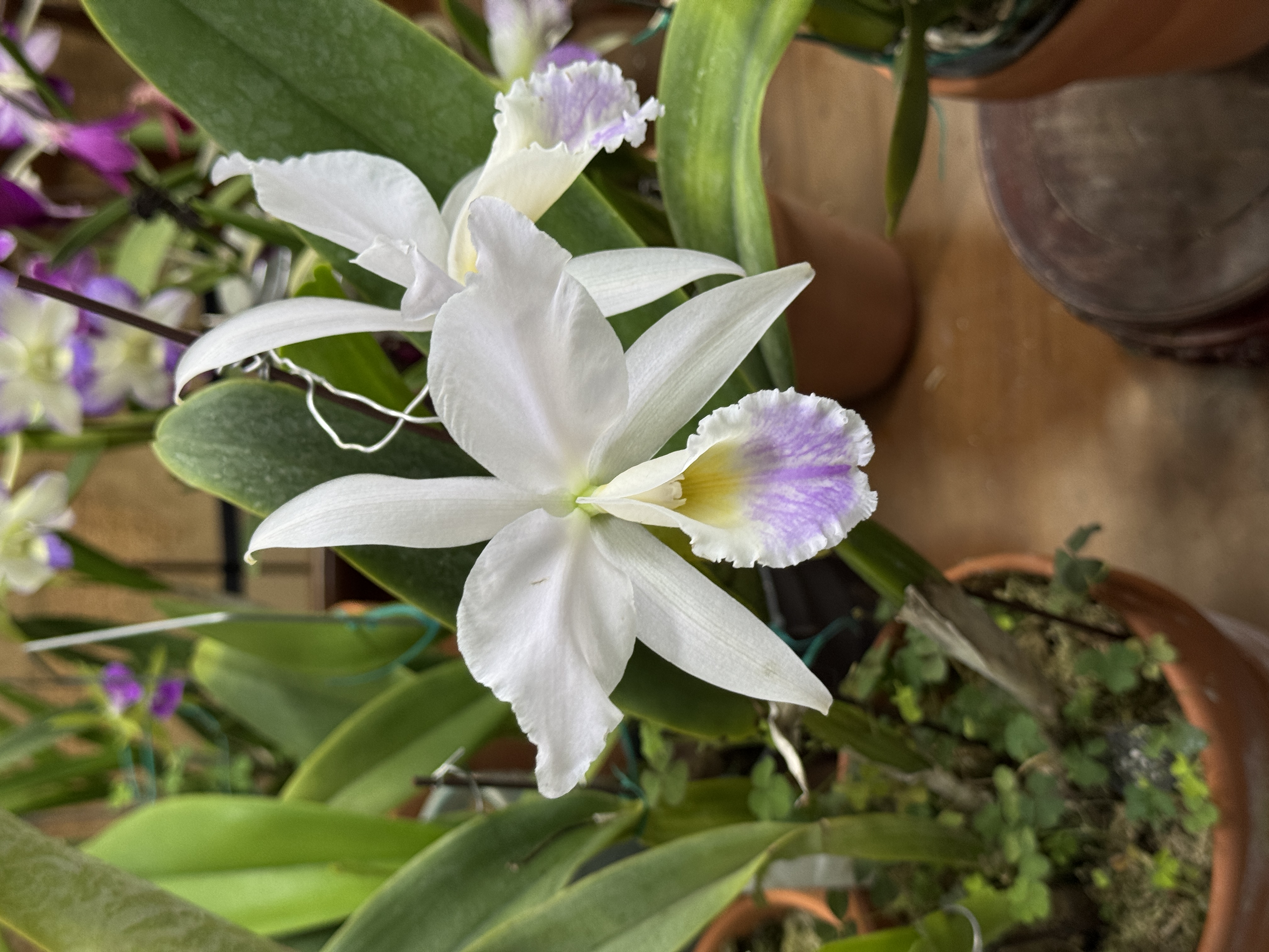 番茄雅韵堂原种卡特兰大花香味好