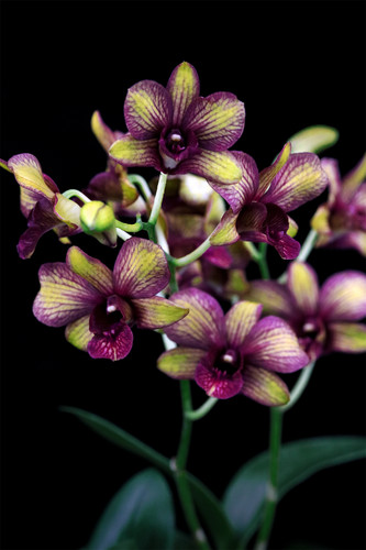 雅韵堂兰花阳台花园包邮秋石斛香