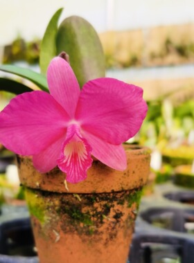 番茄雅韵堂(C.Rubin X wittigiana) 'Cute'小酷雨林缸迷你卡特兰