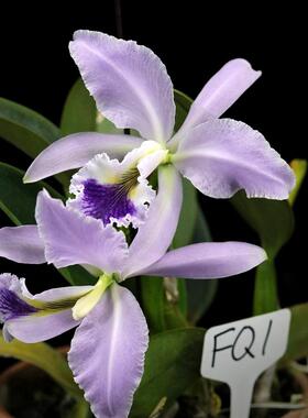 番茄雅韵堂c. labiata fma.coerulea‘FQ#1’蓝拉比原种卡特兰花