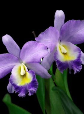 番茄雅韵堂Ctt. Hawaiian Blue Sky‘Kodama'高田卡特兰花洋兰