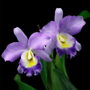 Sky‘Kodama Blue 高田卡特兰花洋兰 Hawaiian 番茄雅韵堂Ctt.