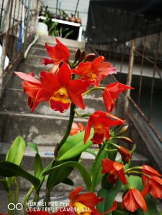 番茄雅韵堂Rth.Shinfong Dawn X Why Not Rwanda卢旺达卡特兰花