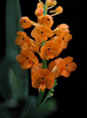 番茄雅韵堂V. ampullaceum ‘Yellow’黄金鸟舌兰花雨林缸洋兰