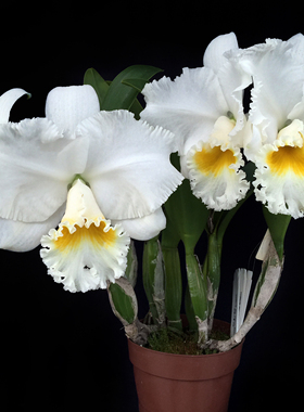 番茄雅韵堂Rlc. Vigour Bowlder Sanhaiguan  山海关巨花卡特兰花