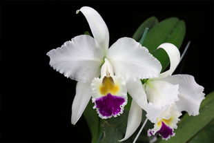 番茄雅韵堂C. gaskelliana.s/a‘HR’半白嘎斯原种卡特兰大花浓香