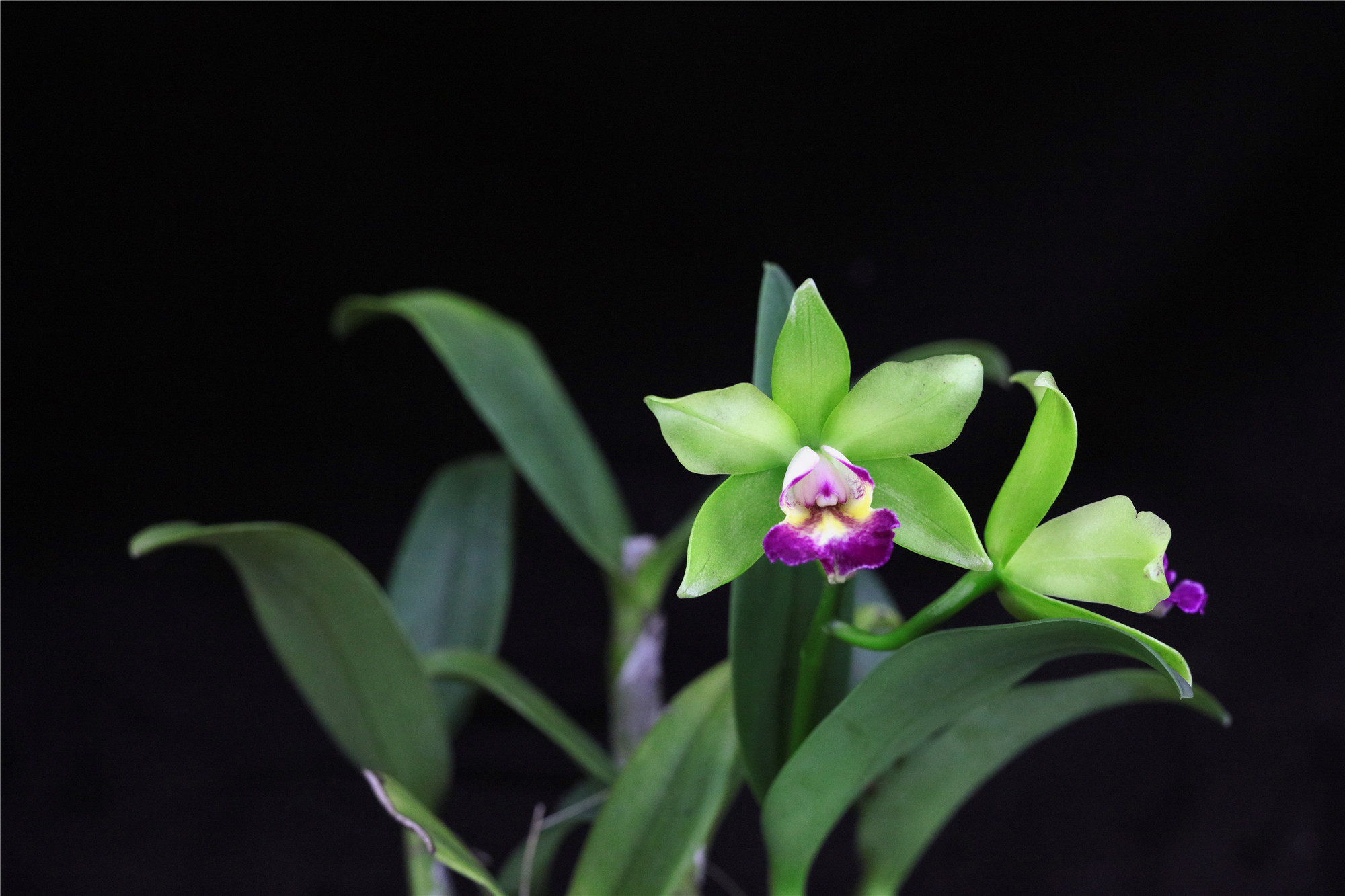 green bird 绿鸟卡特兰洋兰顺丰包邮