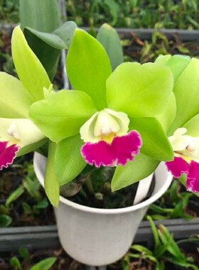 番茄雅韵堂Pry.Chief Sky‘Peanut’花生 常开迷你卡特兰花洋兰