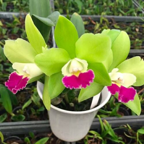 雅韵堂阳台花园迷你卡特兰花