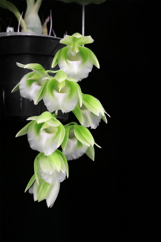 兰花番茄雅韵堂阳台花园包邮飘唇