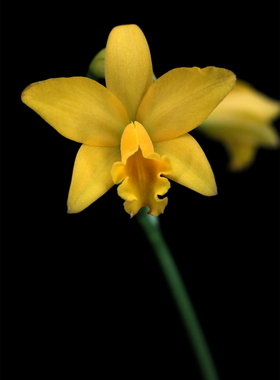 番茄雅韵堂Rth. Vigour Golden spary斯巴达卡特兰花洋兰