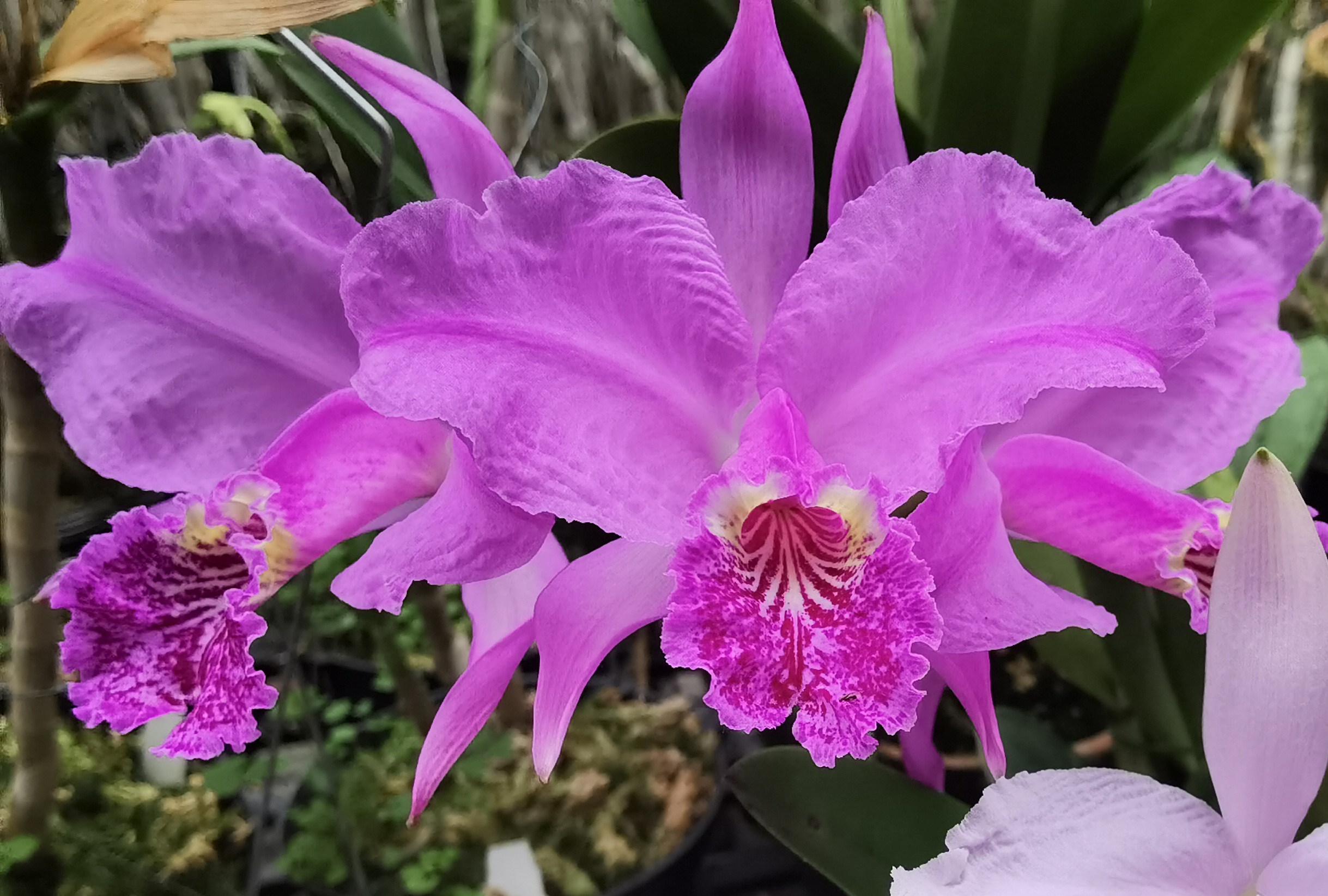 番茄雅韵堂c. lueddemanniana 22-r-7 红路德原种卡特兰花洋兰