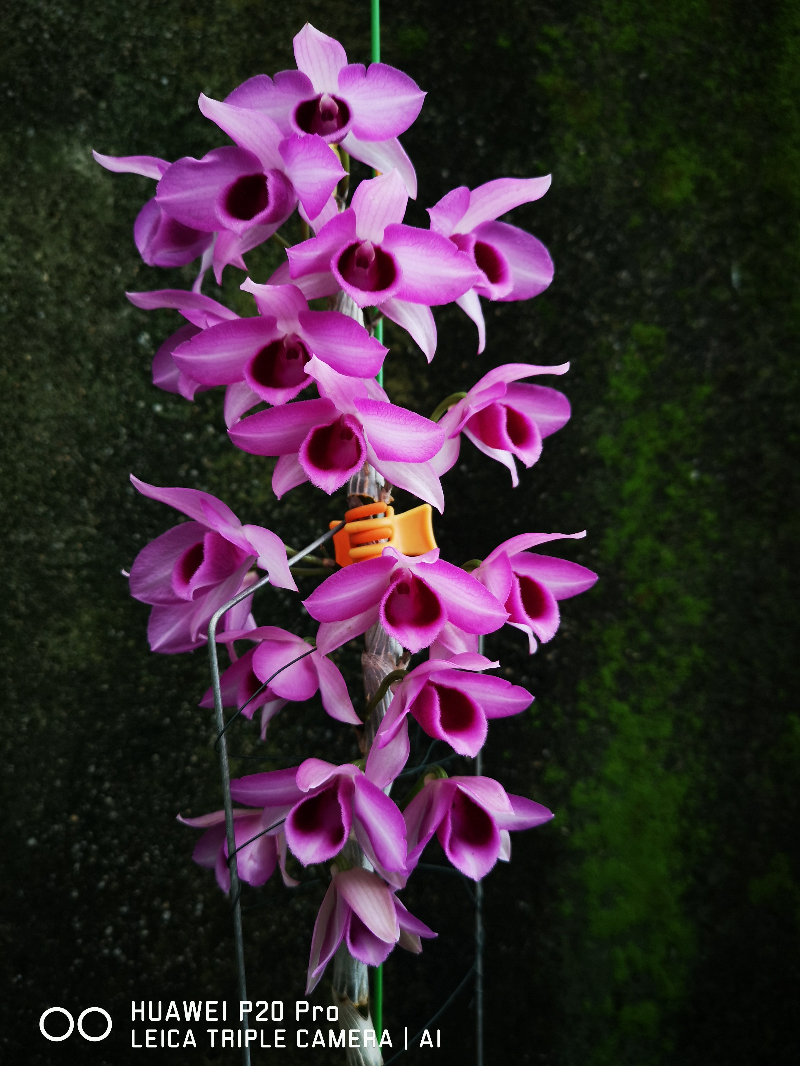 nestoruranusu天王星复轮檀香石斛兰洋兰兰花