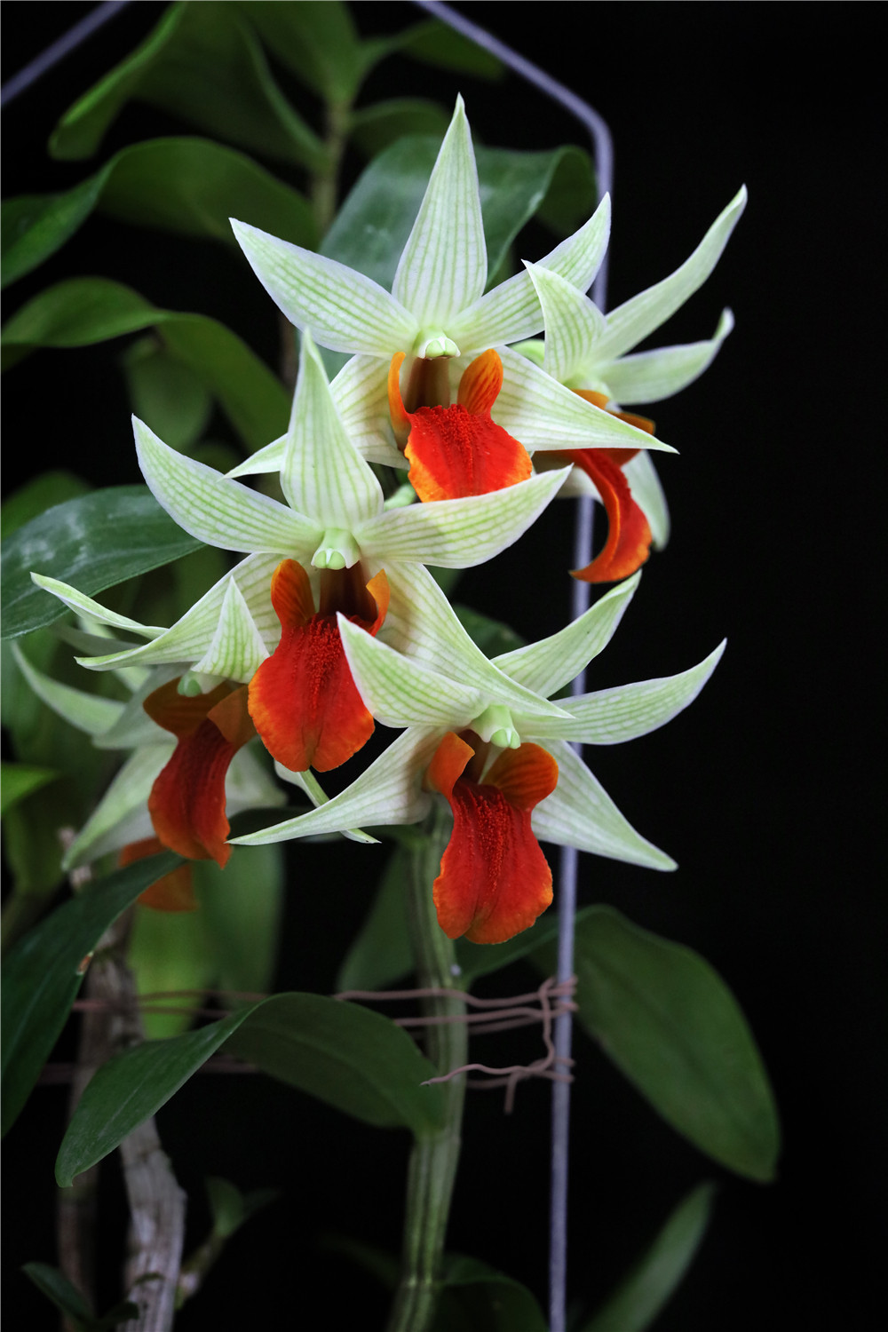 jiaho dellgth嘉禾之光大花黑毛石斛兰花洋兰