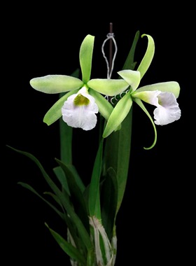 番茄雅韵堂独家主打C.Pink Marie‘含羞’清香卡特兰花洋兰