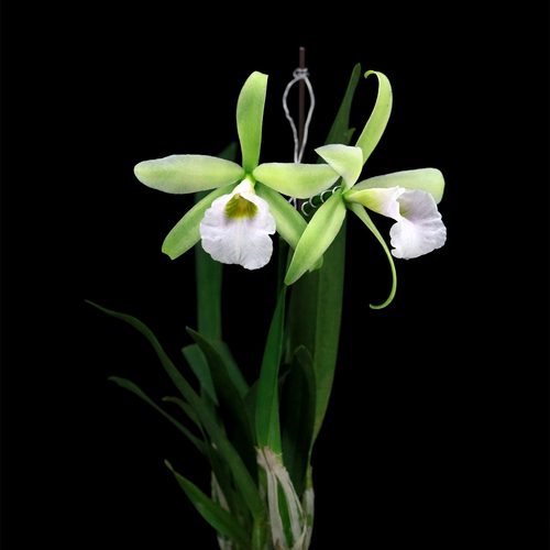 雅韵堂兰花阳台花园清香卡特兰