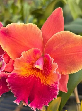 番茄雅韵堂Rlc.Duh's Symphong杜氏缤纷卡特兰花洋兰