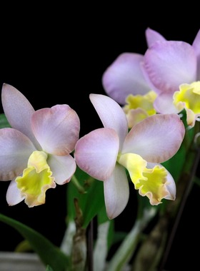 番茄雅韵堂Rlc. Chief Treat 晚宴中矮勤花卡特兰花洋兰开花机器