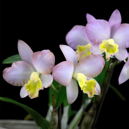 雅韵堂兰花阳台勤花多花卡特兰