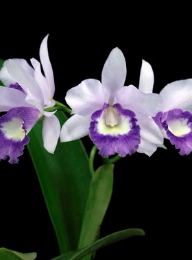 番茄雅韵堂Ctt. Blue Angel 专利勤花蓝色卡特兰花洋兰顺丰包邮