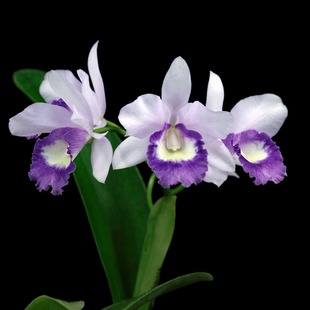 包邮 番茄雅韵堂Ctt. 专利勤花蓝色卡特兰花洋兰顺丰 Angel Blue