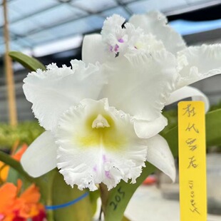 番茄雅韵堂杜氏雪后11202025大花卡特兰花洋兰