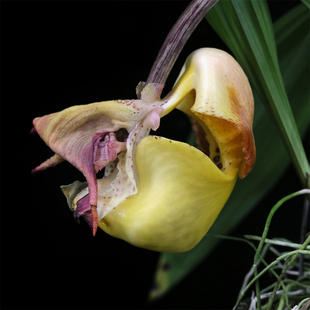 番茄雅韵堂Coryanthes bruchmuelleri 大吊桶奇珍兰科植物兰花