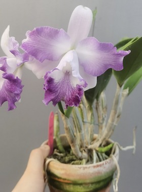 番茄雅韵堂C.（intermedia X Mini Blue Star）青云卡特兰花洋兰