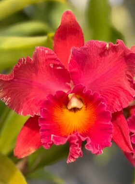 番茄雅韵堂Rlc.Duh's Honey X Rth.Duh's Wish杜氏梦幻0209A卡特