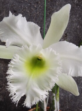 番茄雅韵堂Rlc.Duh's White杜氏白浓香大花卡特兰花洋兰