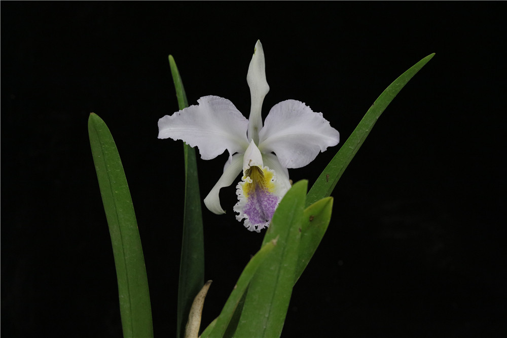 番茄雅韵堂c. mossiae coerulea渡边 蓝色莫西埃原种卡特兰兰花