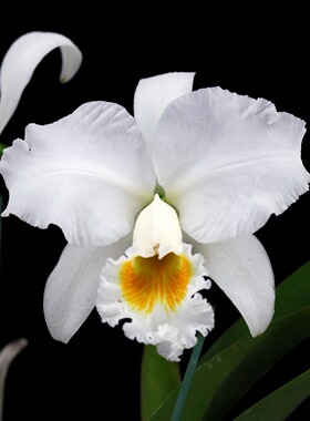 番茄雅韵堂C. gaskelliana.alba Hera赫拉白嘎斯原种大花卡特兰花