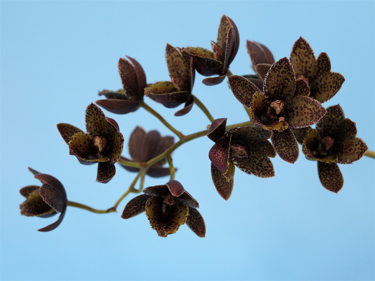 番茄雅韵堂 fdk. after dark  夕阳谷天鹅兰漂唇兰花洋兰浓香